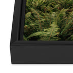 Redwood Forest Framed Canvas Print Gallery Image 3