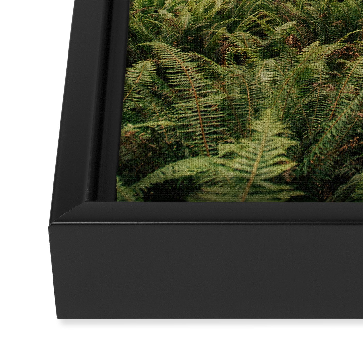 Redwood Forest Framed Canvas Print Gallery Image 3