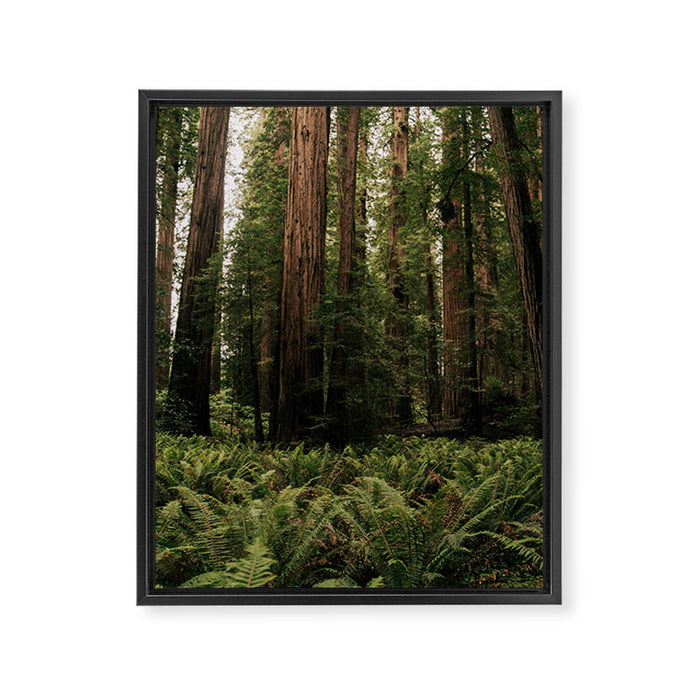 Redwood Forest Framed Canvas Print Gallery Image 1