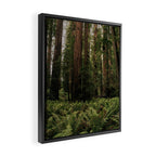 Redwood Forest Framed Canvas Print Gallery Image 2