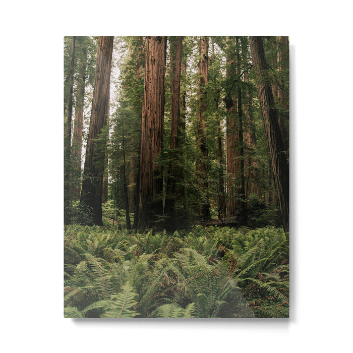 Redwood Forest Metal Print Gallery Image 1