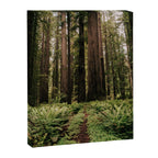 Redwood Trail Canvas Print Gallery Image 6