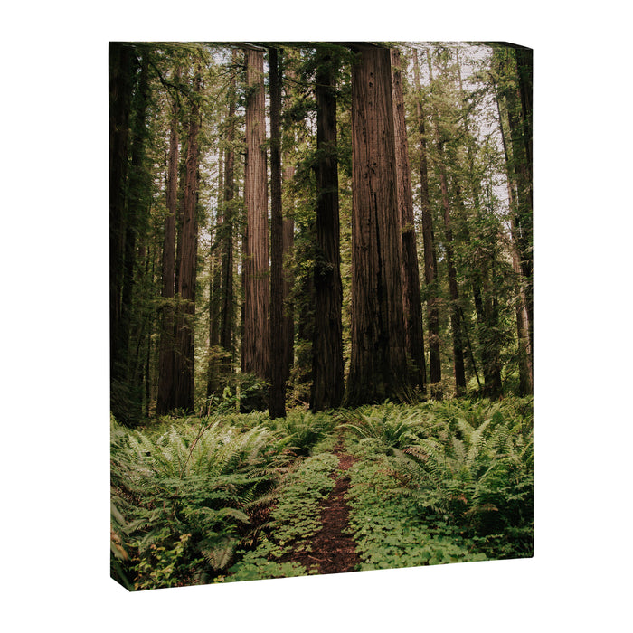 Redwood Trail Canvas Print Gallery Image 1