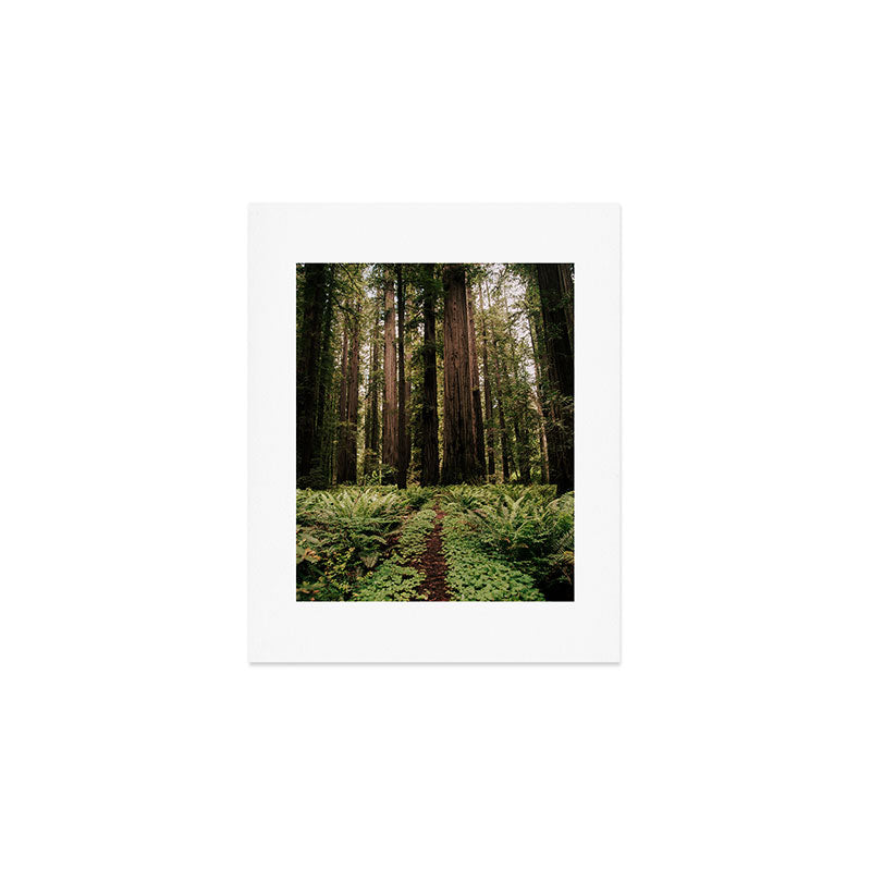 Redwood Trail Art Print Gallery Image 1