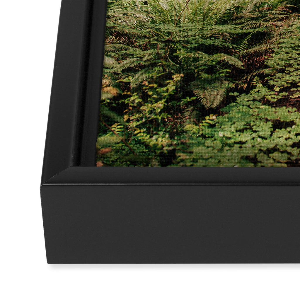 Redwood Trail Framed Canvas Print Gallery Image 3
