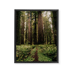 Redwood Trail Framed Canvas Print Gallery Image 6