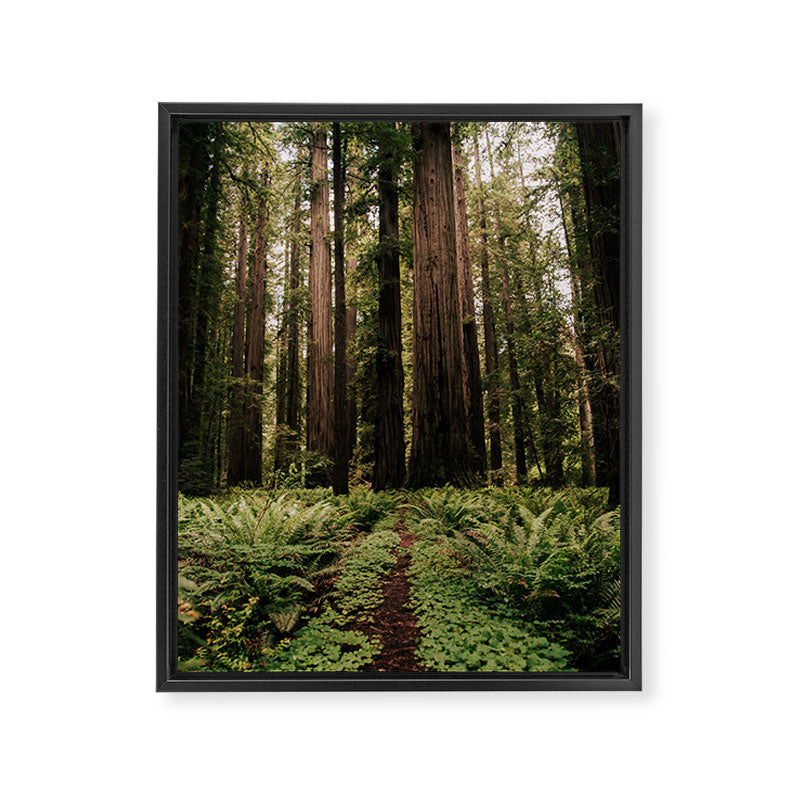 Redwood Trail Framed Canvas Print Gallery Image 6