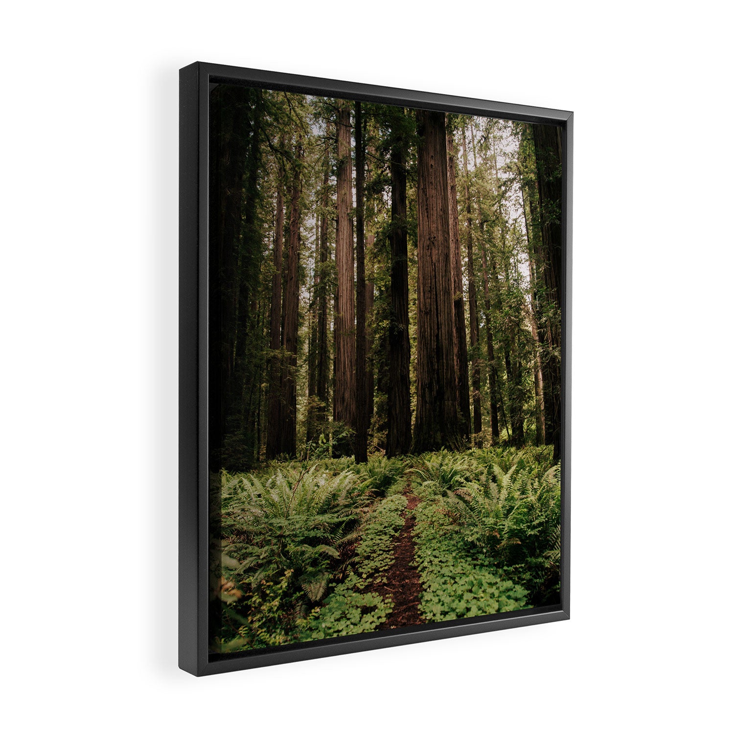 Redwood Trail Framed Canvas Print Gallery Image 2