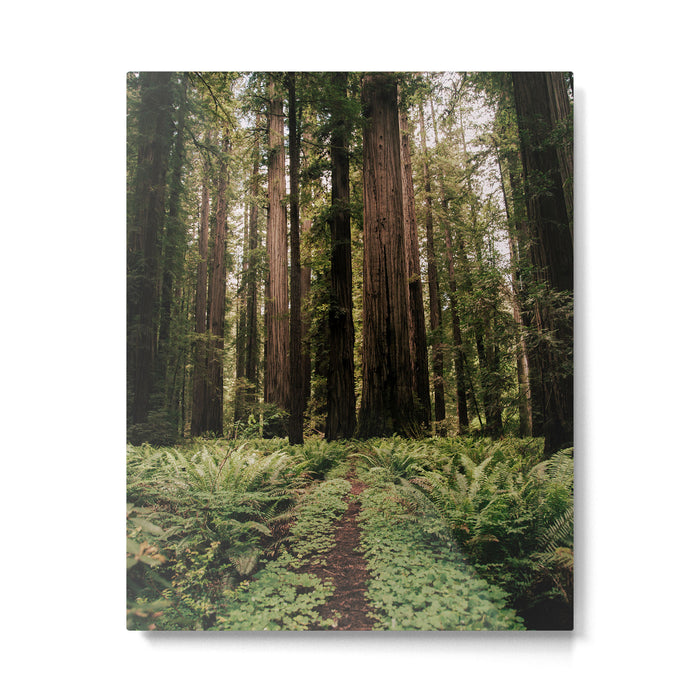 Redwood Trail Metal Print Gallery Image 1