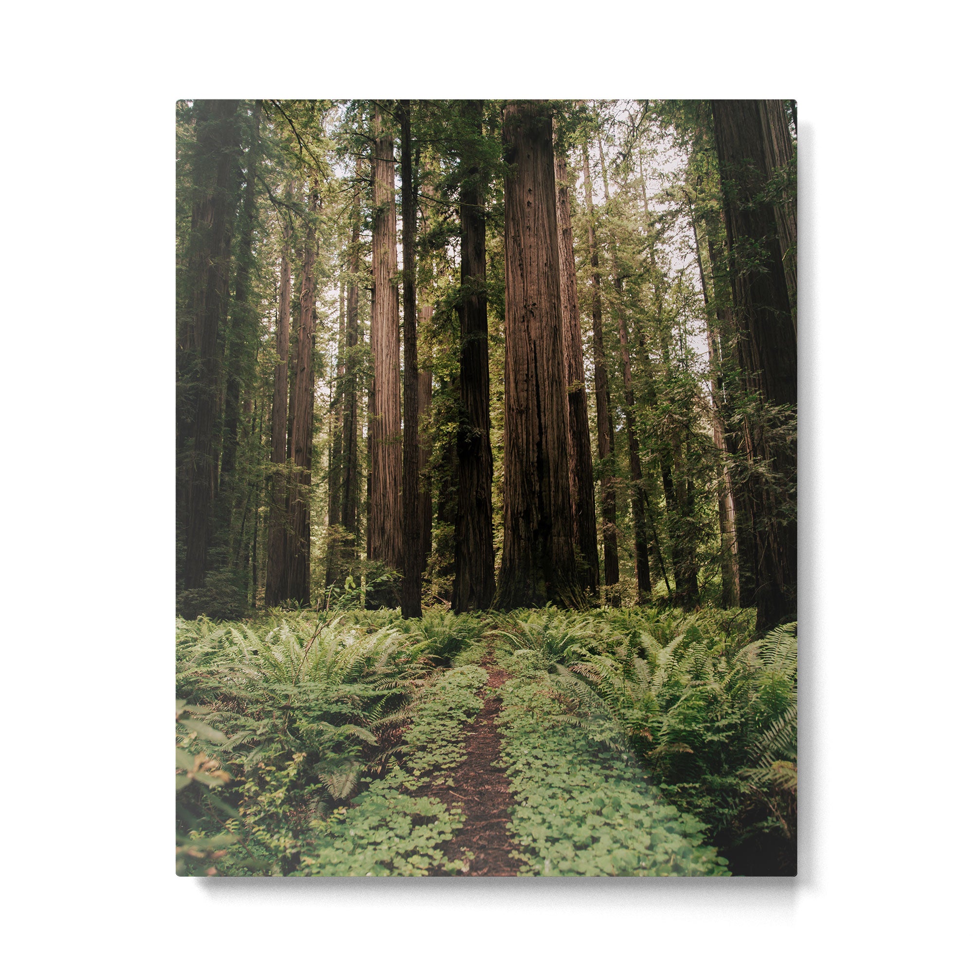 Redwood Trail Metal Print Gallery Image 4
