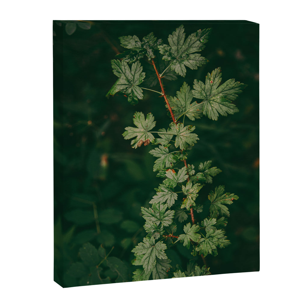 Ribes Lacustre Canvas Print Gallery Image 6