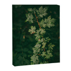 Ribes Lacustre Canvas Print Gallery Image 6