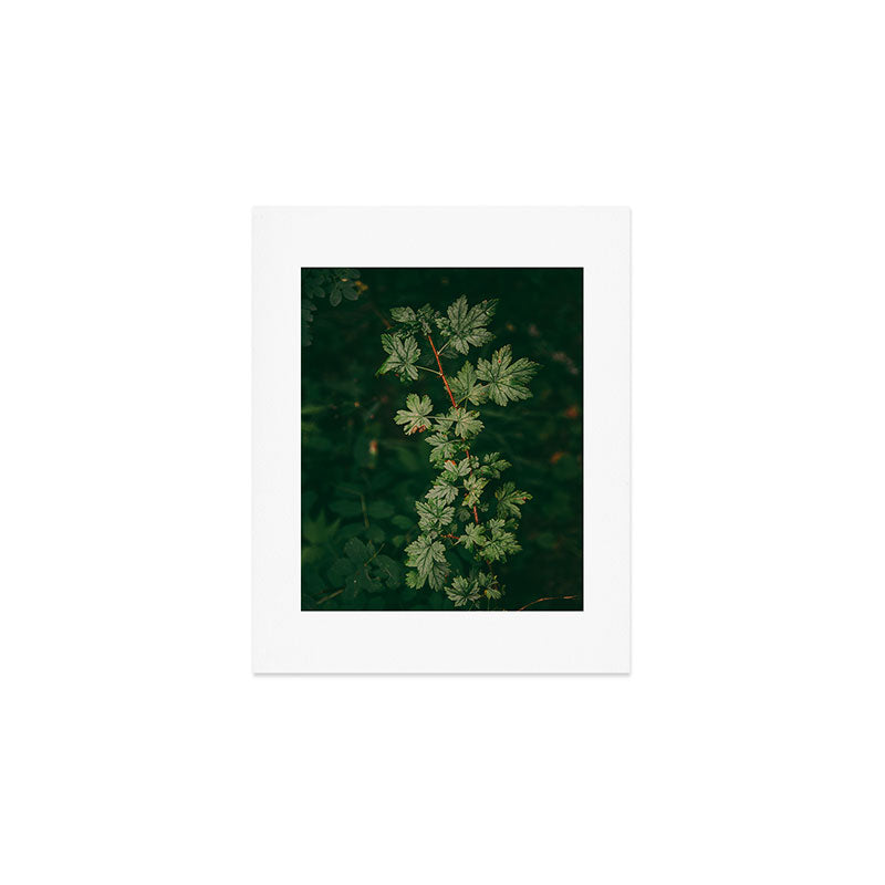 Ribes Lacustre Art Print Gallery Image 1