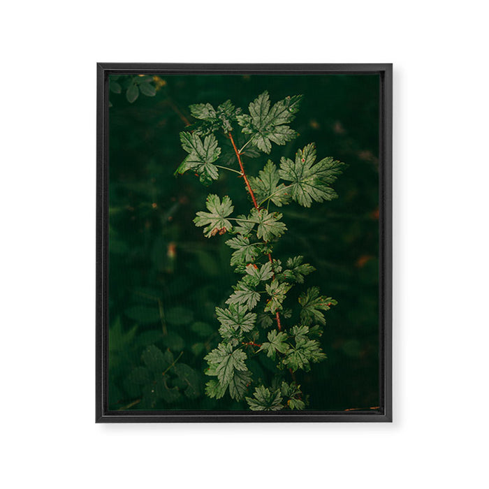 Ribes Lacustre Framed Canvas Print Gallery Image 1