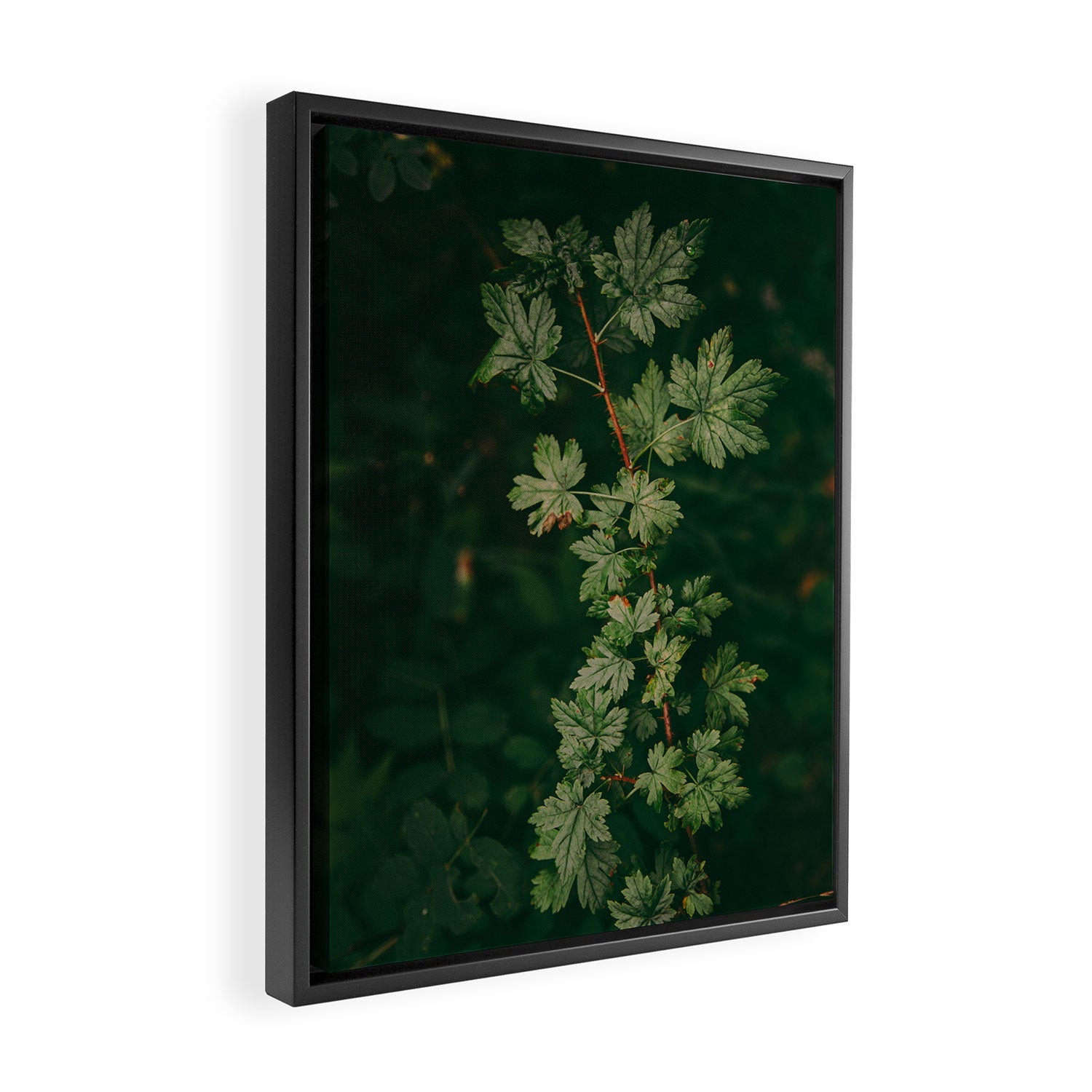 Ribes Lacustre Framed Canvas Print Gallery Image 2