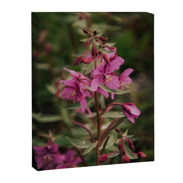 River Beauty Willowherb Canvas Print Gallery Image 1