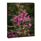 River Beauty Willowherb Canvas Print Gallery Image 6