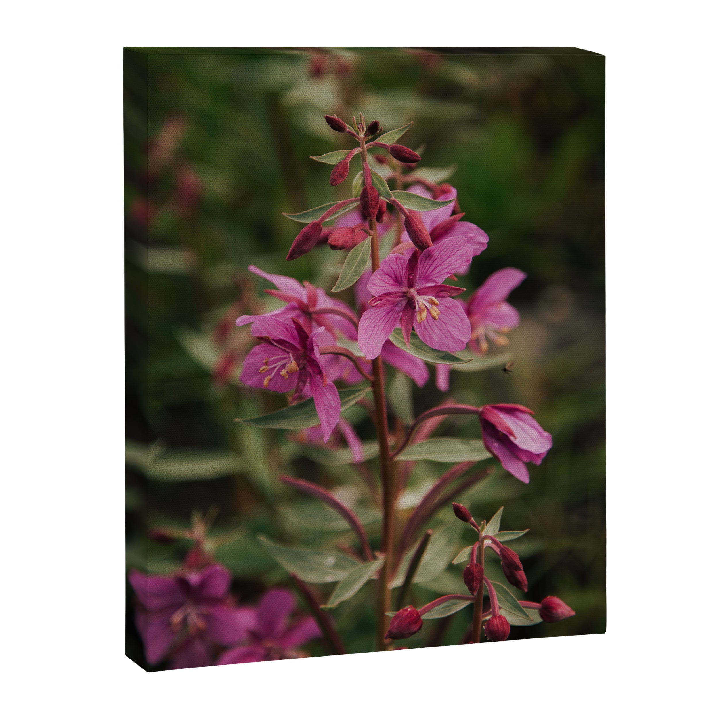 River Beauty Willowherb Canvas Print Gallery Image 6
