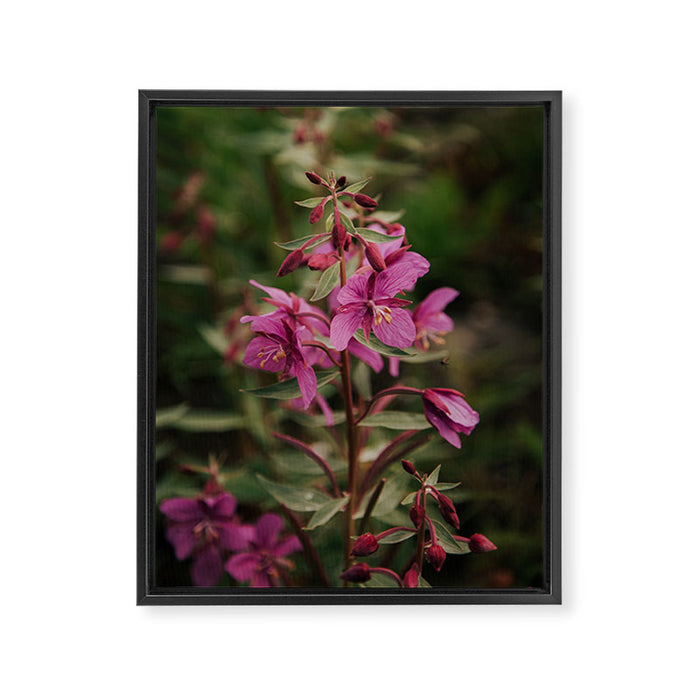 River Beauty Willowherb Framed Canvas Print Gallery Image 1