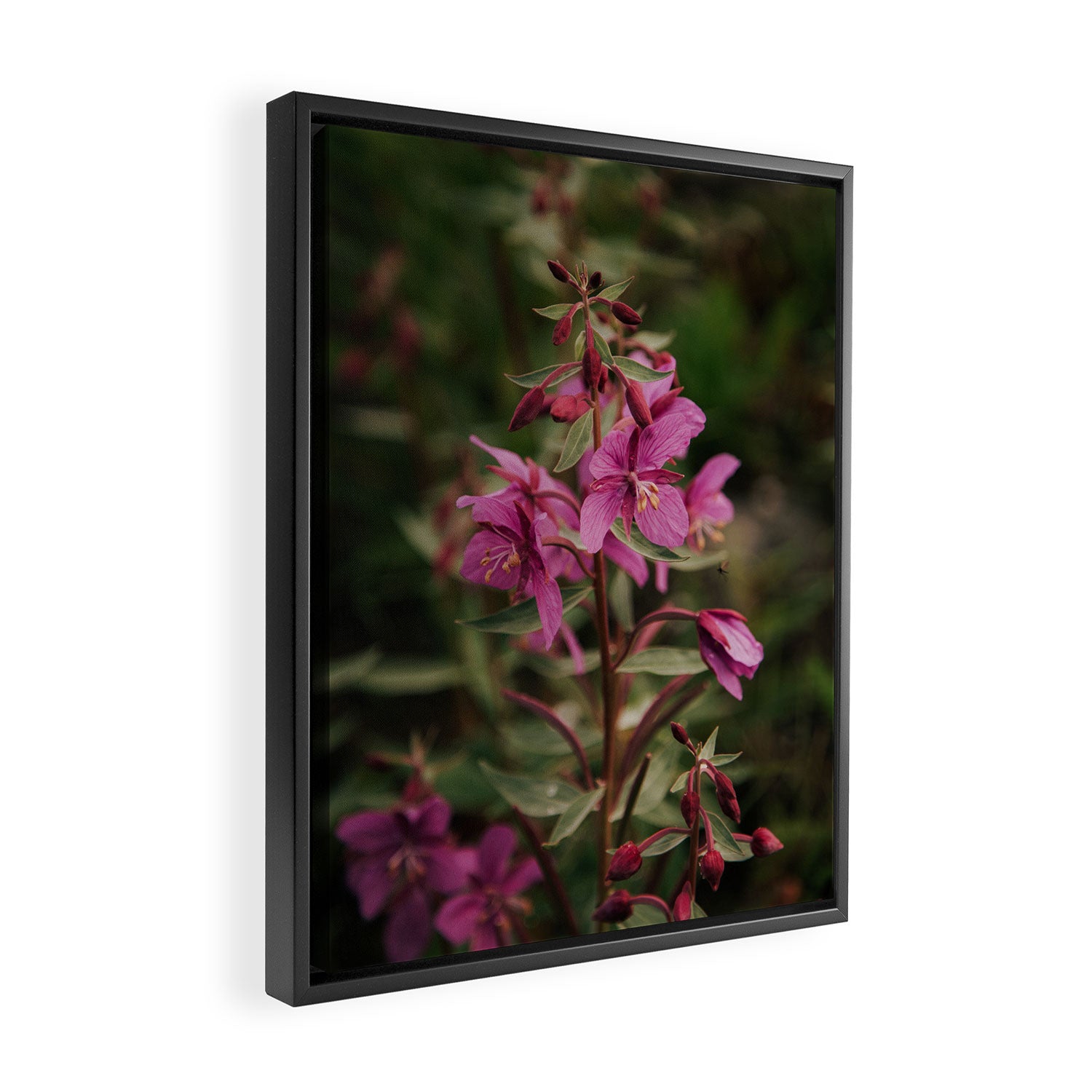 River Beauty Willowherb Framed Canvas Print Gallery Image 2