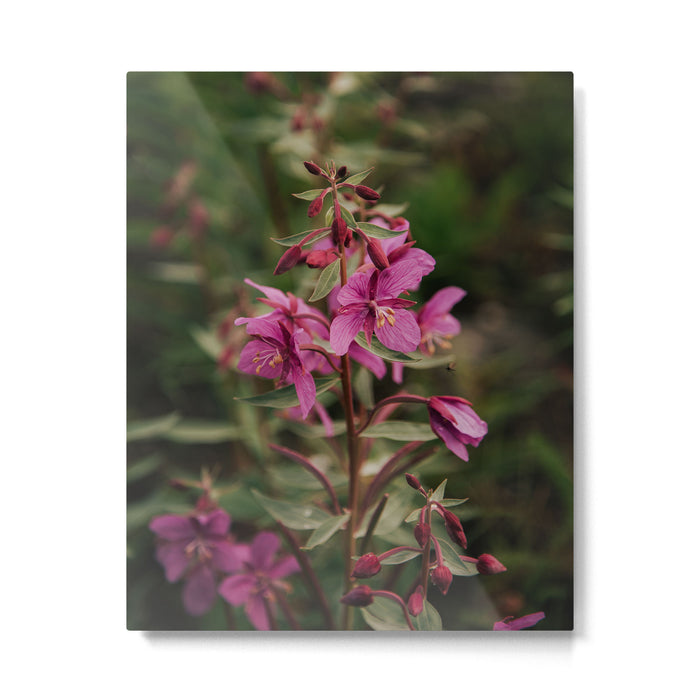 River Beauty Willowherb Metal Print Gallery Image 1