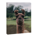 Rosabell Canvas Print Gallery Image 6