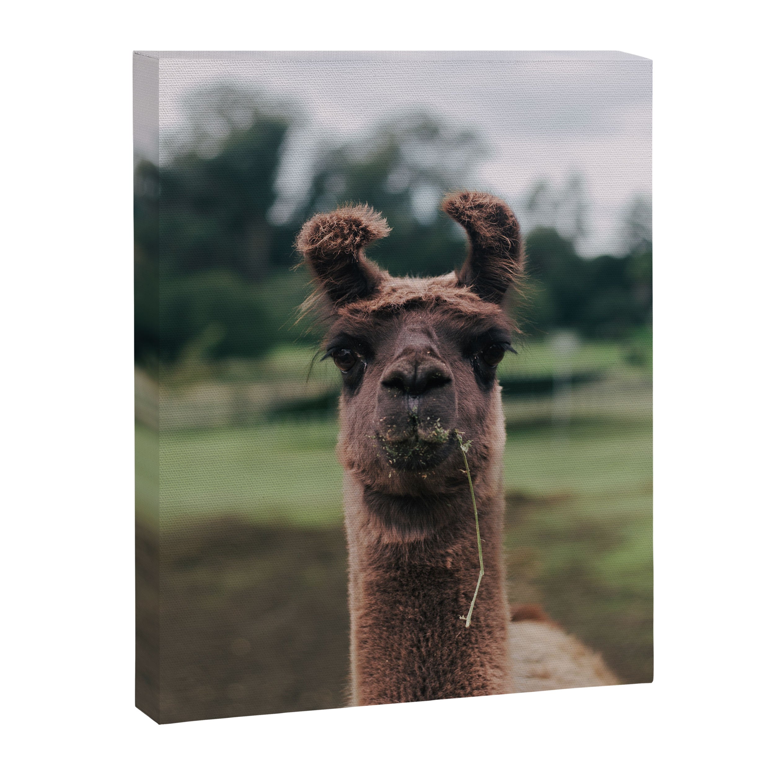 Rosabell Canvas Print Gallery Image 6