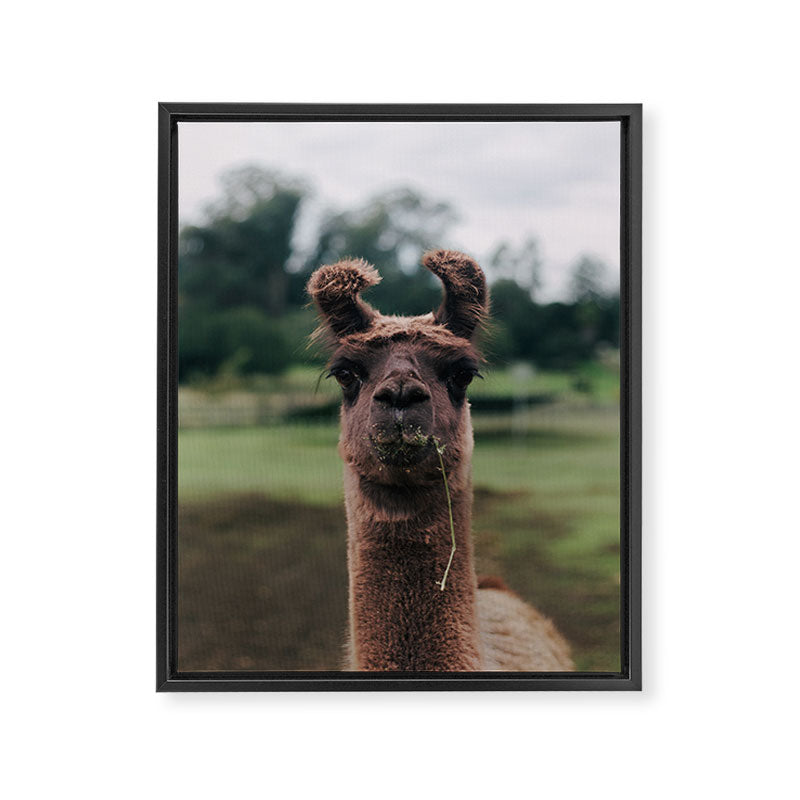 Rosabell Framed Canvas Print Gallery Image 6