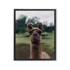 Rosabell Framed Canvas Print Gallery Image 6