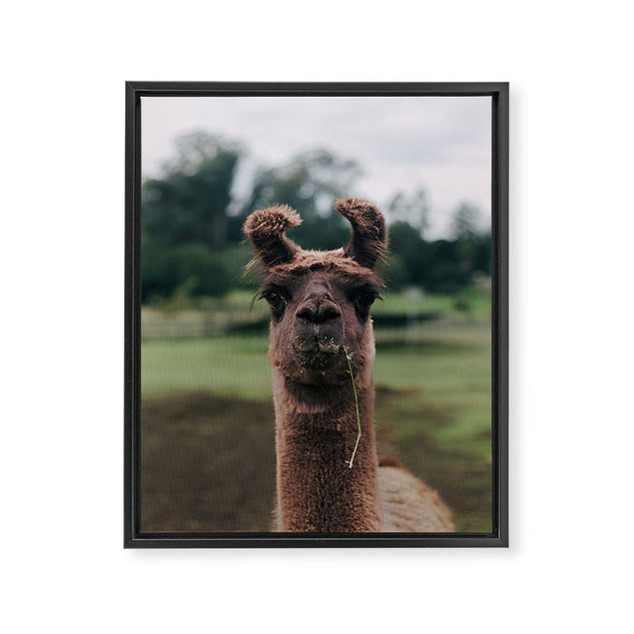 Rosabell Framed Canvas Print Gallery Image 1