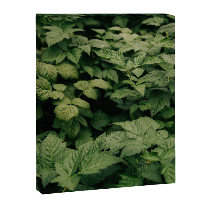 Rubus Canvas Print Gallery Image 1