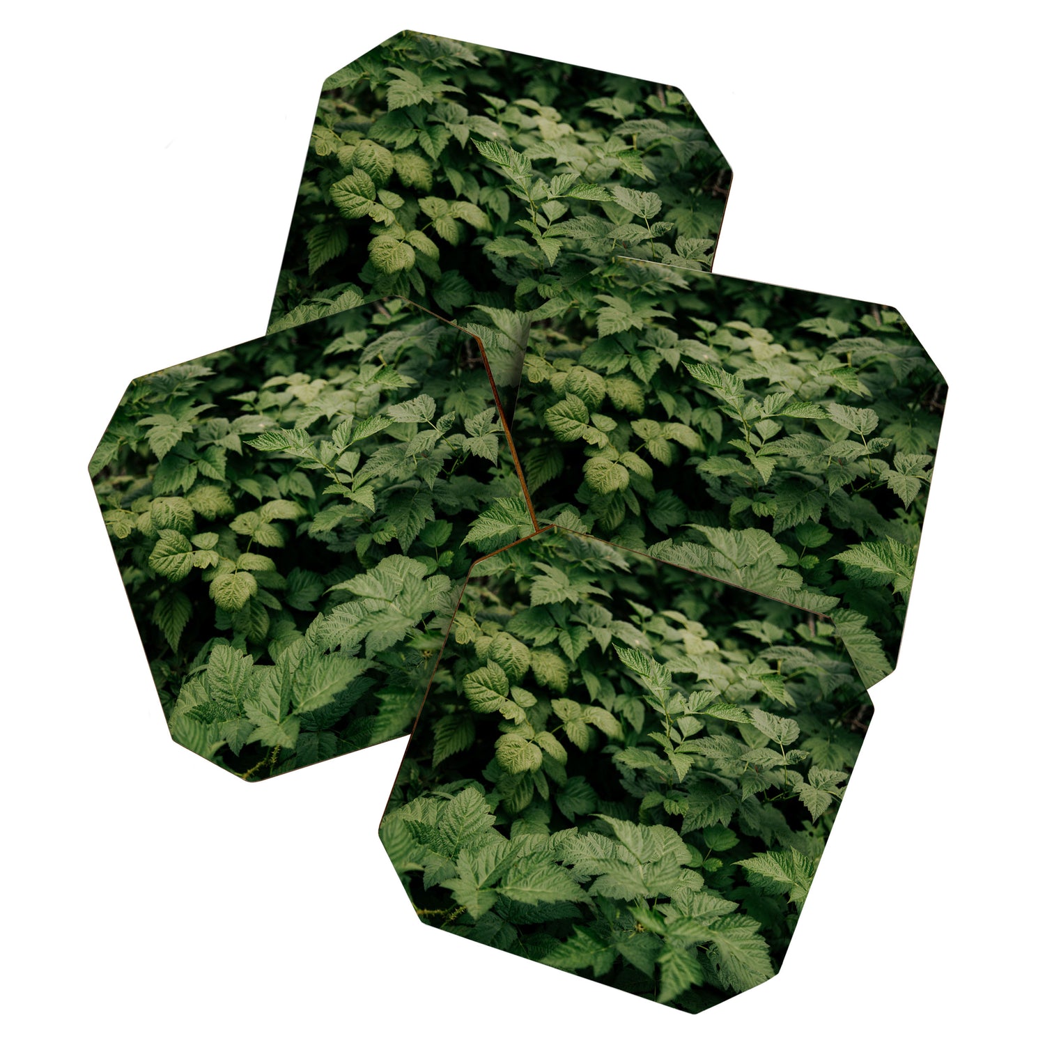 Rubus Coaster Gallery Image 1