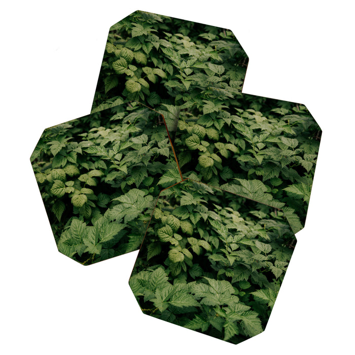 Rubus Coaster Gallery Image 1