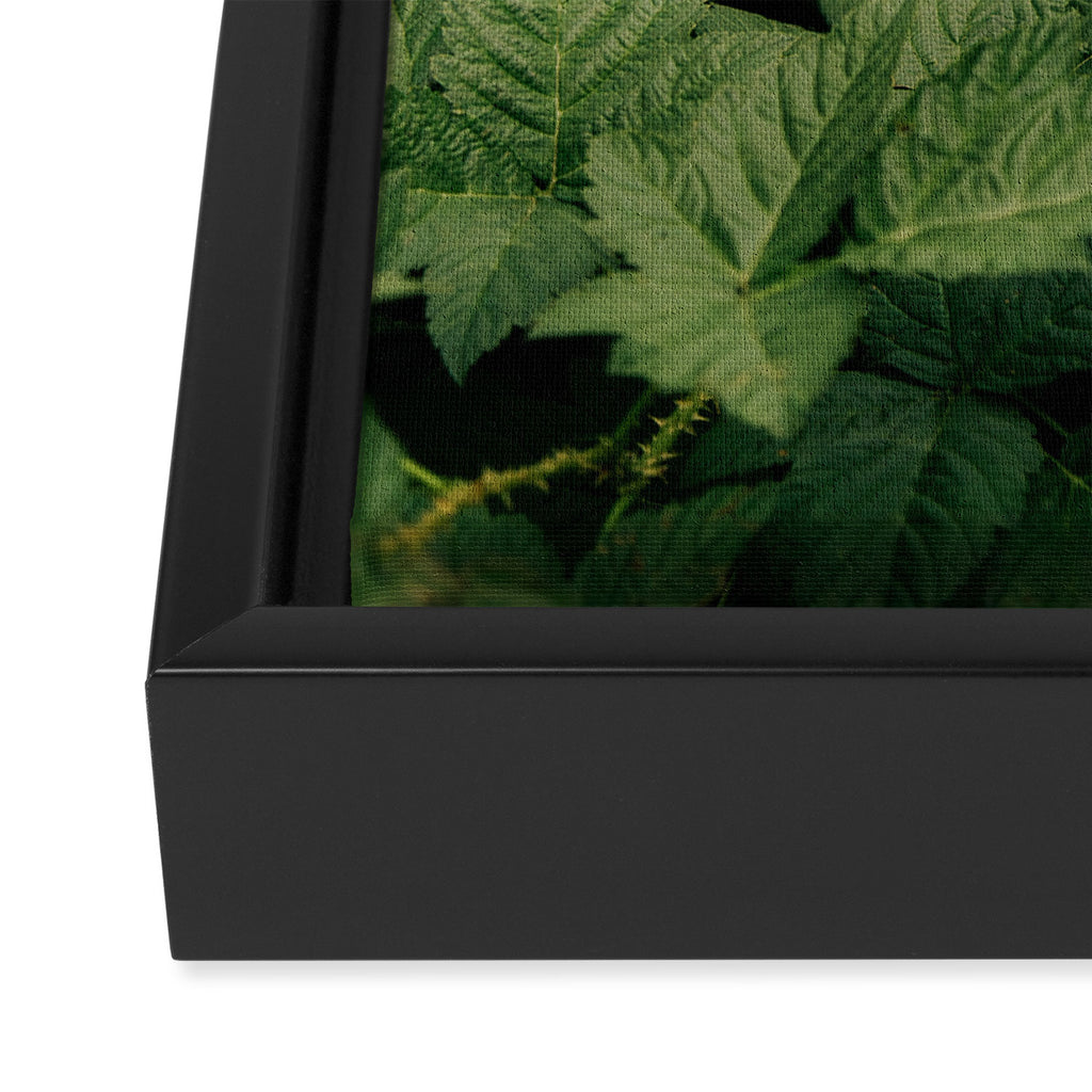 Rubus Framed Canvas Print Gallery Image 3