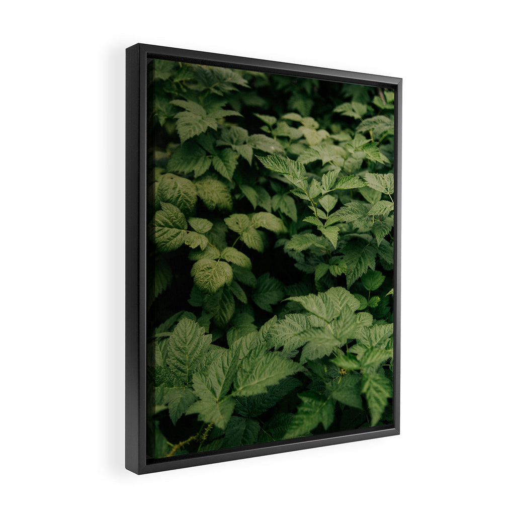 Rubus Framed Canvas Print Gallery Image 2