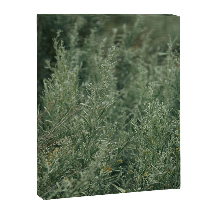 Sage Canvas Print Gallery Image 1