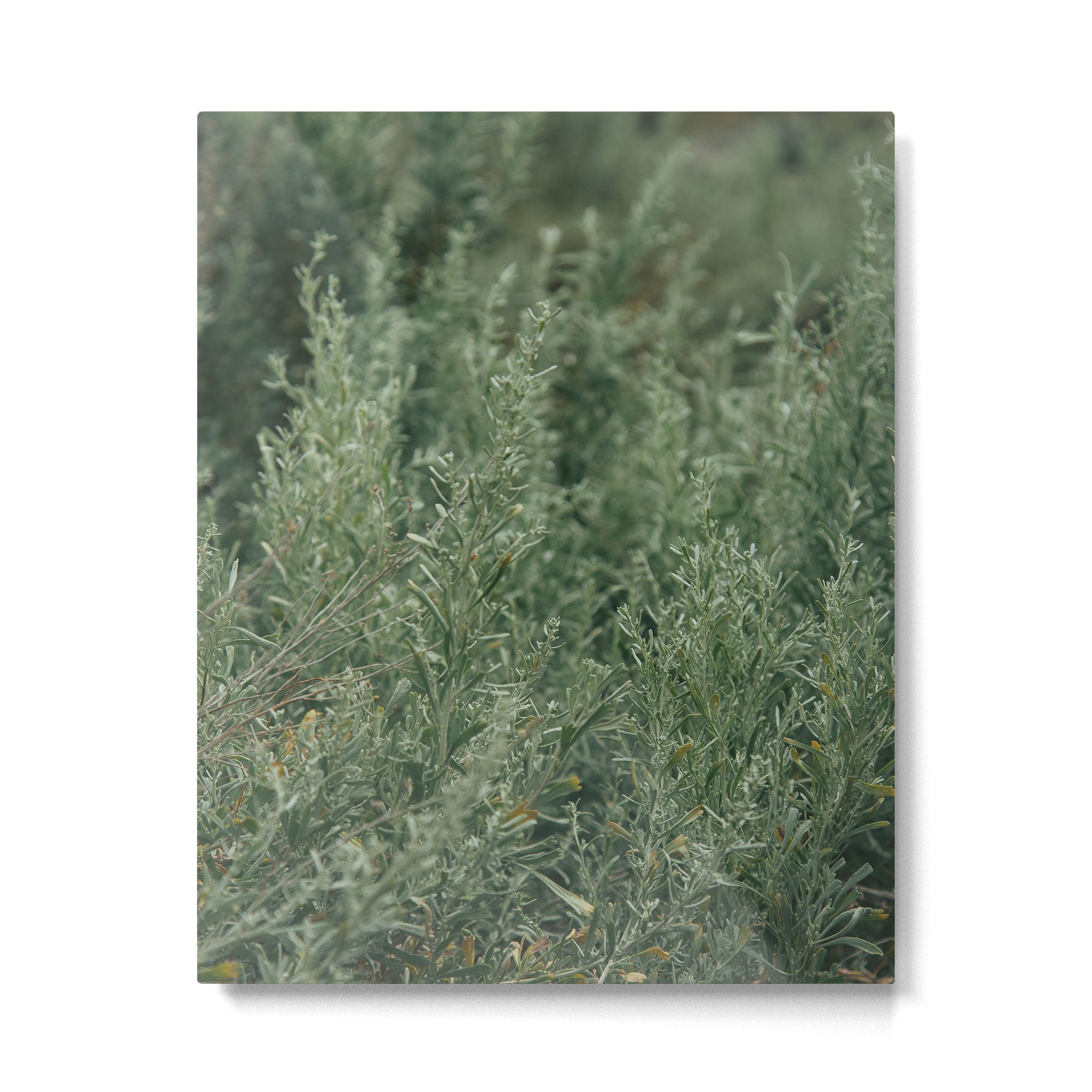 Sage Metal Print Gallery Image 4