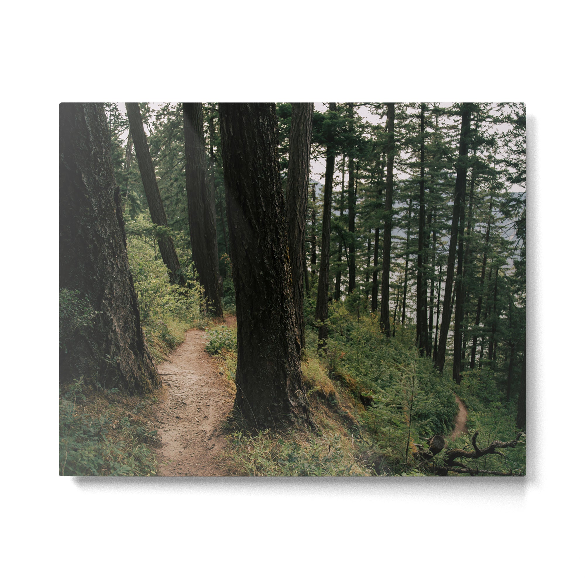 Side Trail Metal Print Gallery Image 4