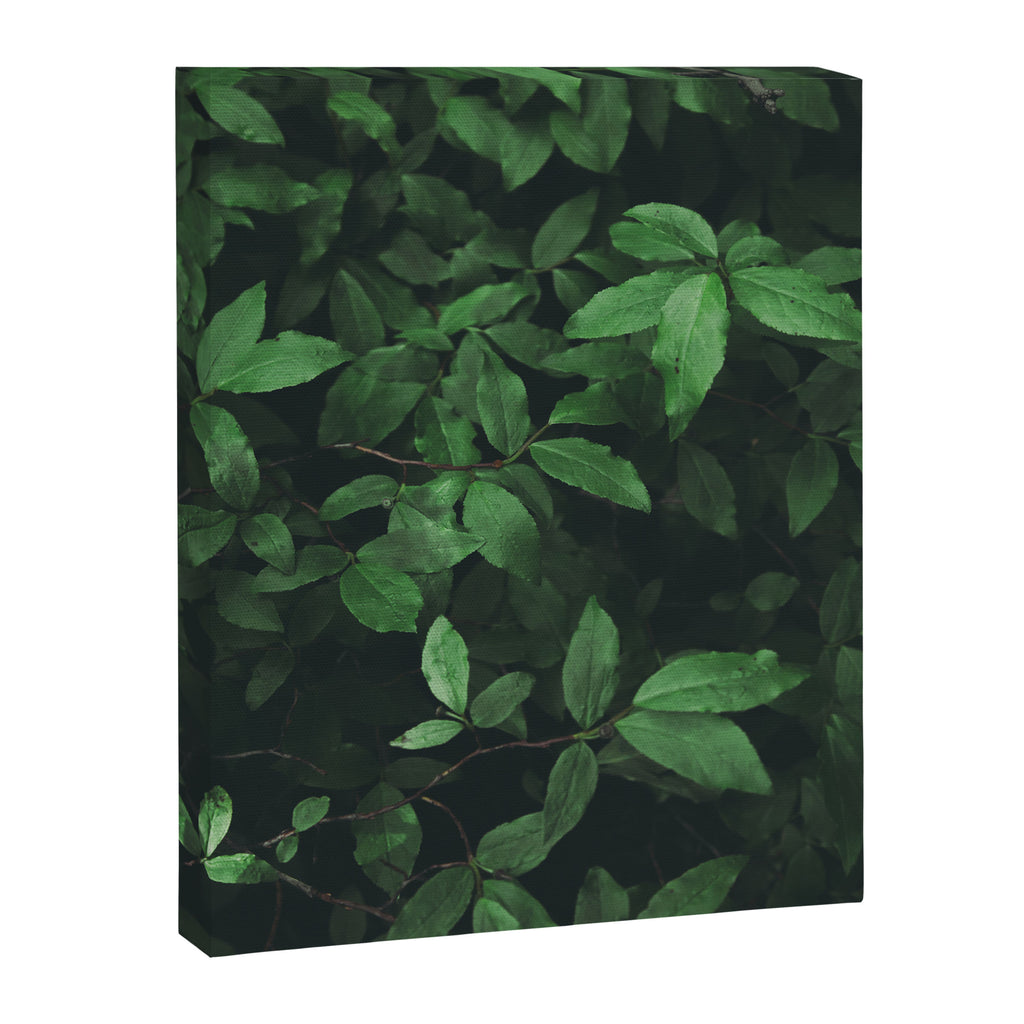 Some Greenery Canvas Print Gallery Image 6
