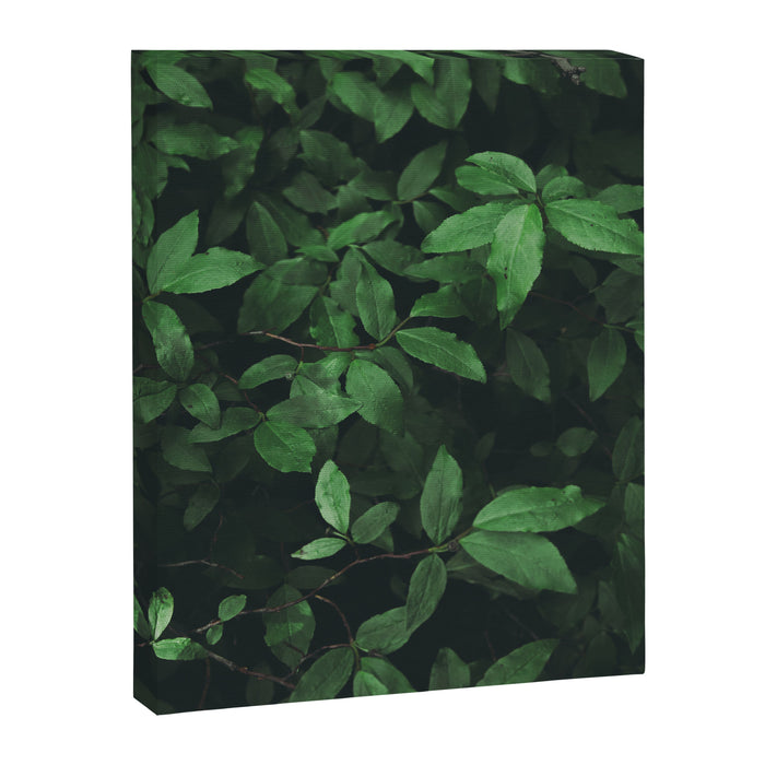 Some Greenery Canvas Print Gallery Image 1