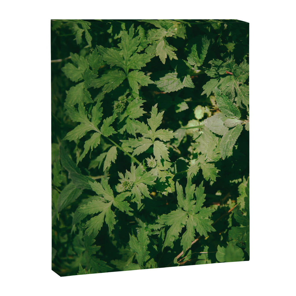 Some Greenery II Canvas Print Gallery Image 6