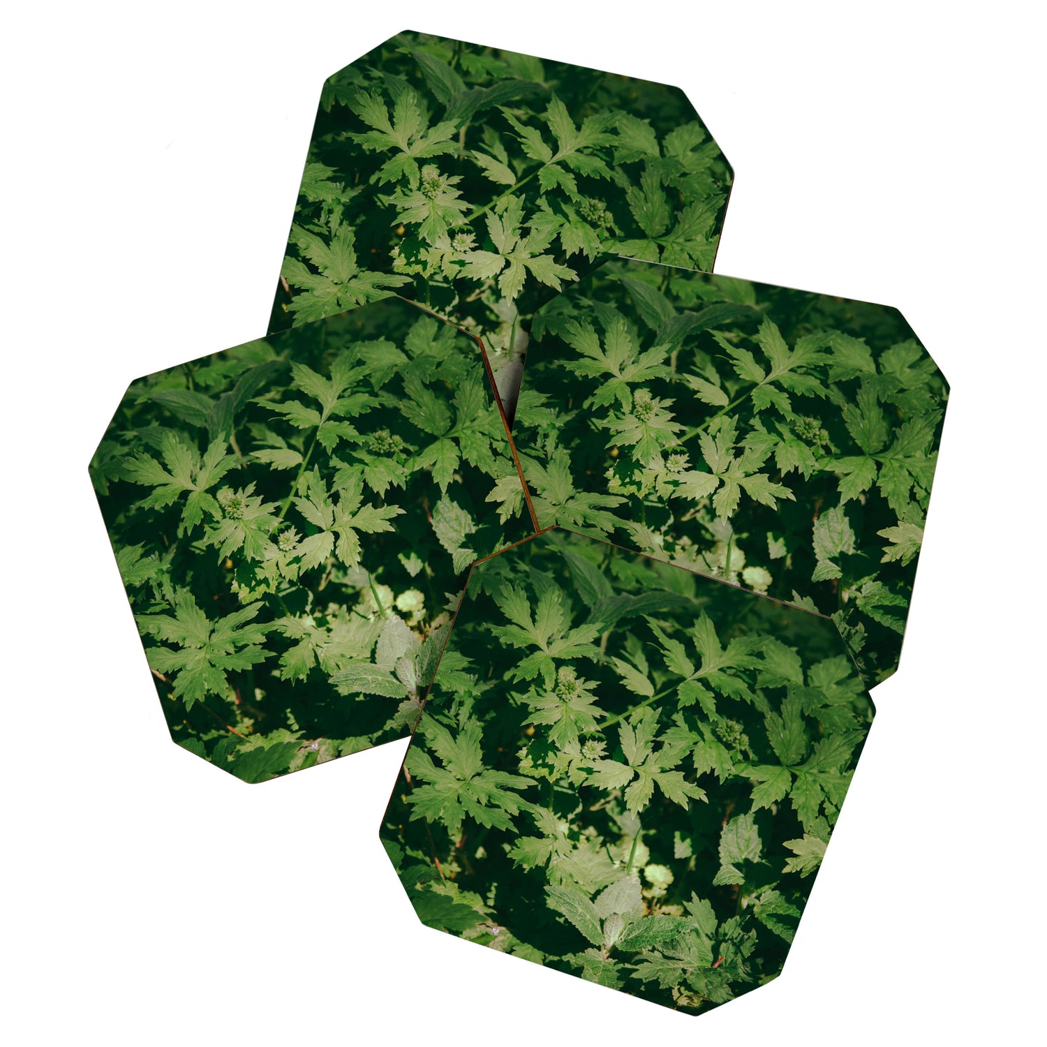 Some Greenery II Coaster Gallery Image 1