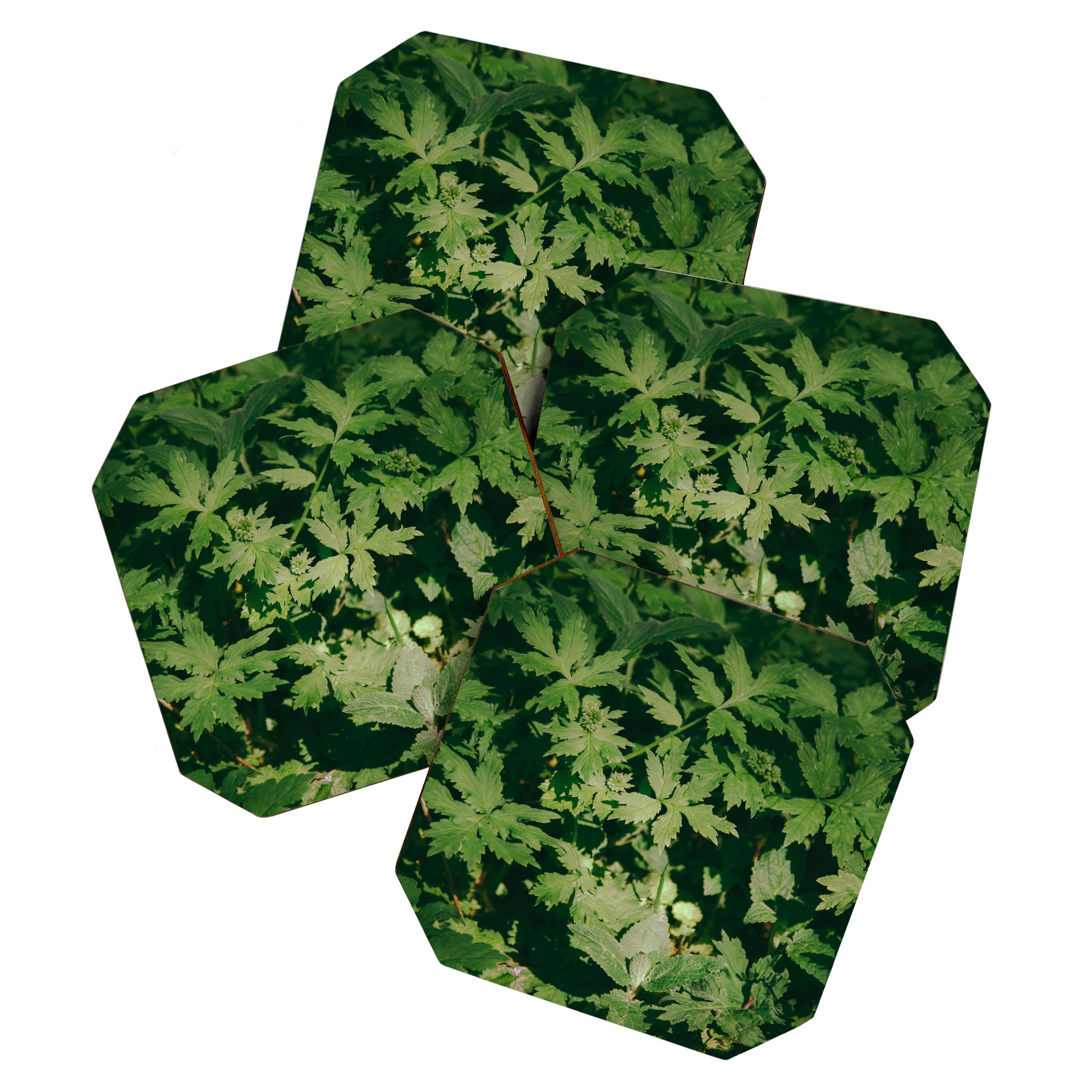 Some Greenery II Coaster Gallery Image 1