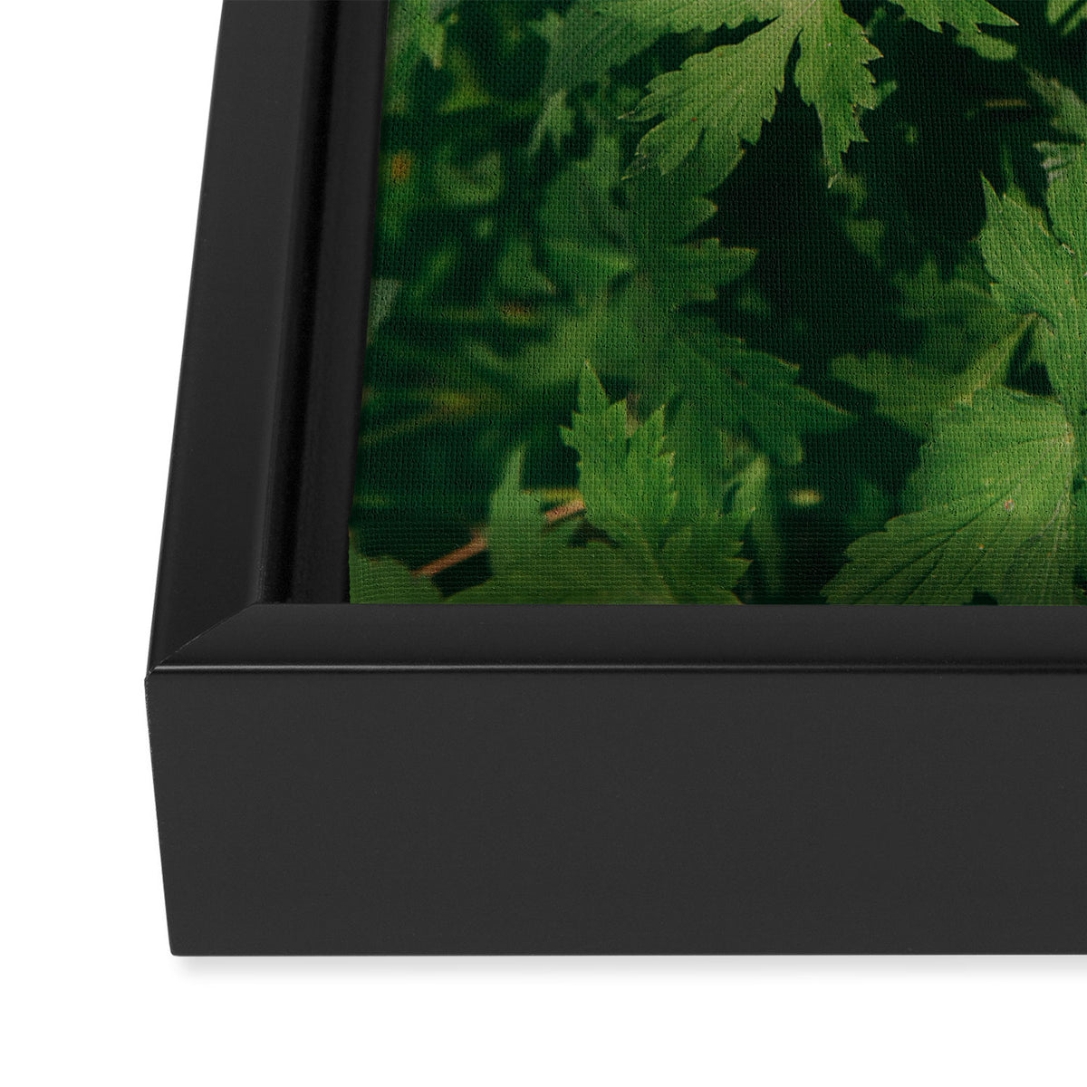 Some Greenery II Framed Canvas Print Gallery Image 3