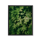 Some Greenery II Framed Canvas Print Gallery Image 6