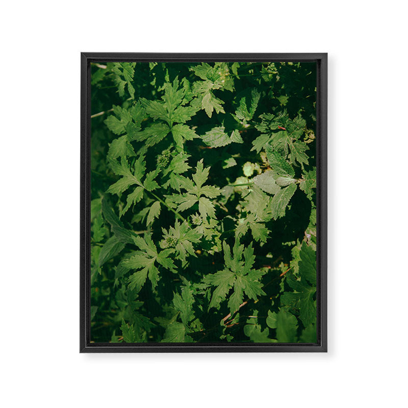 Some Greenery II Framed Canvas Print Gallery Image 6