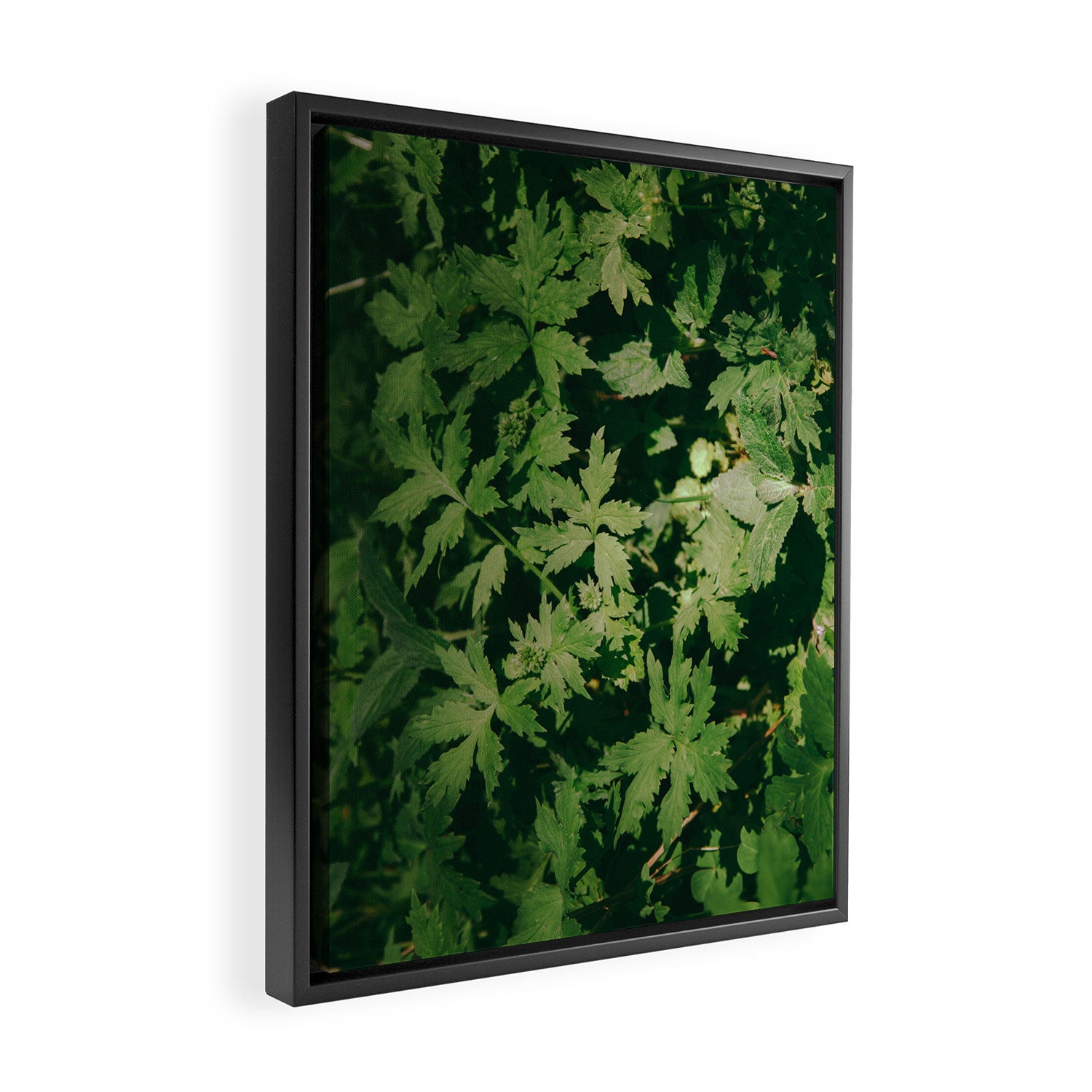 Some Greenery II Framed Canvas Print Gallery Image 2