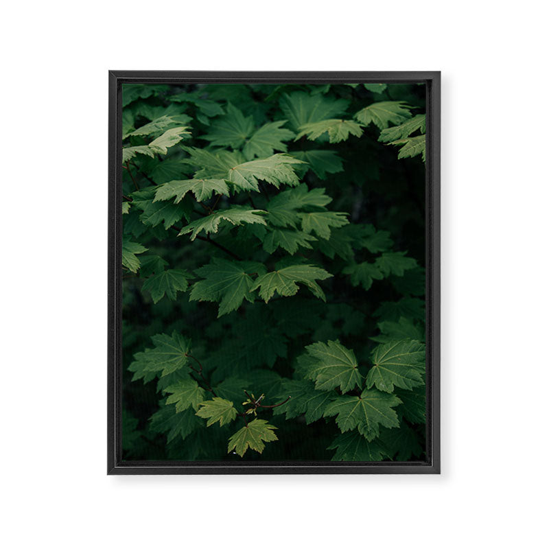 Some Greenery III Framed Canvas Print Gallery Image 6