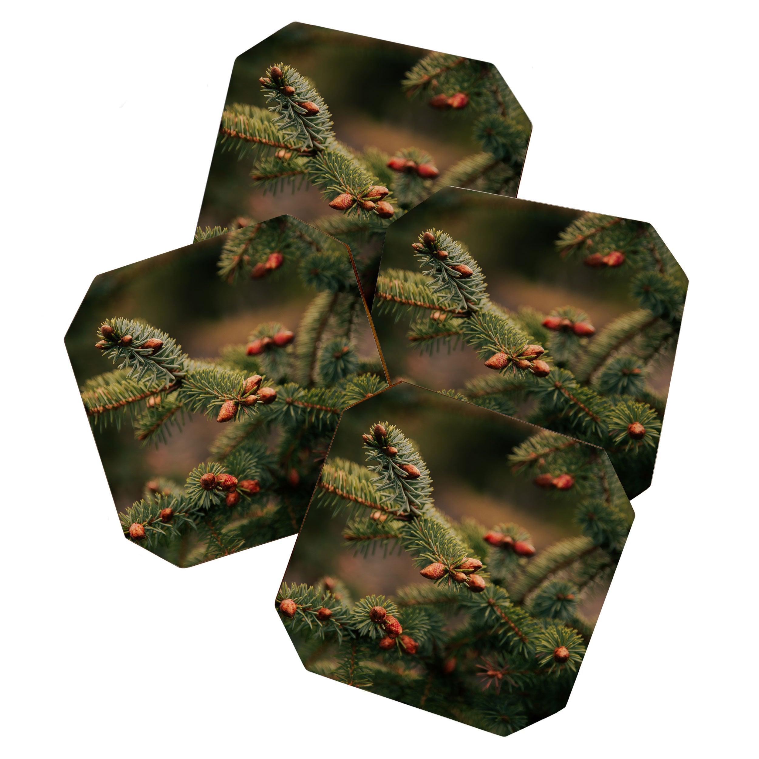 Spruce Tips Coaster Gallery Image 1