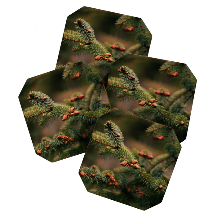 Spruce Tips Coaster Gallery Image 1